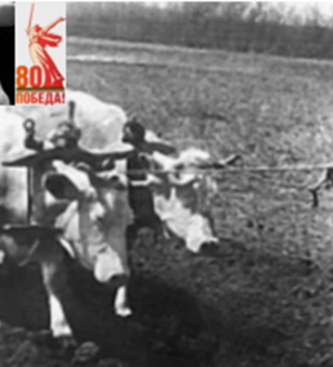 Маленький колхоз в большой войне